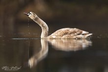 Schwan mit Tropfen...