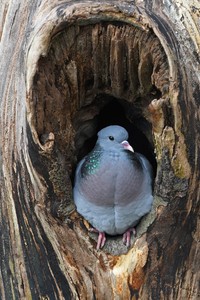Hohltäuberich in seiner Höhle
