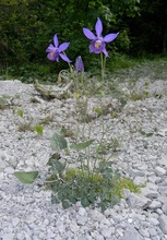 Kleinblütige Akelei