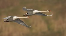 Höckerschwan (Cygnus olor)