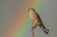 Turmfalke vs. Regenbogen