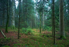 Waldbild im März