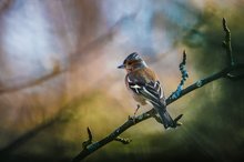 Buchfink (Fringilla coelebs)