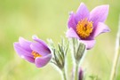 Pulsatilla...