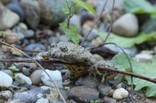 Gelbbauchunke auf Wanderung