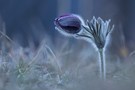 Bergschelle Pulsatilla montana