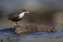 Brutvorbereitung bei den Wasseramseln