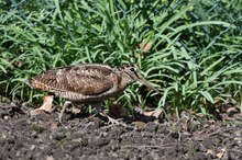 Waldschnepfe im Garten