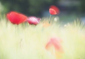 Zeit für Blumen