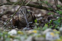 Waldschnepfe im Garten II