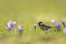 "...Frühling..."