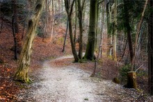 Mein täglicher Spazierweg mit meinem Hund
