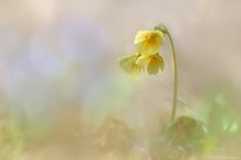 Primula elatior