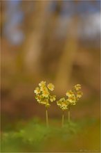 Hohe Schlüsselblume (Primula elatior)