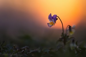 Licht inmitten der Dunkelheit - für Th. Th.