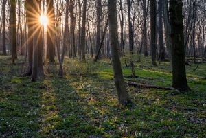 Sonnenuntergang im Frühlingswald