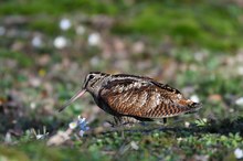 Waldeschnepfe im Garten III