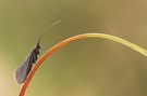 Gewöhnlich aber grafisch