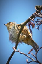 Zilpzalp (Phylloscopus collybiata)