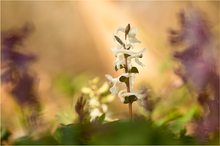 Hohlknolliger Lerchensporn (Corydalis cava)