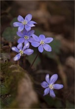 Leberblühmchen (Hepatica nobilis)