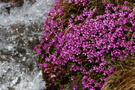 Blumen am Bergbach
