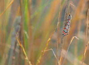 Harlekinbär im Grasambiente