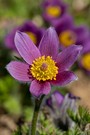 Pulsatilla vulgaris