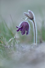 Küchenschelle – Pulsatilla montana