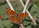 C-Falter (Polygonia c-album)