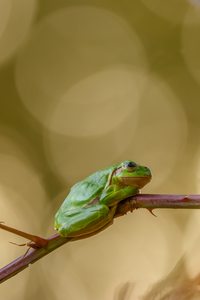 Laubfrosch im Licht