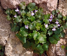 Mauerblümchen