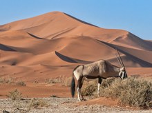 Oryx-Antilope im Sossusvlei