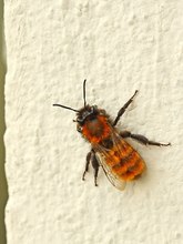 Fuchsrote Sandbiene  (Andrena fulva)