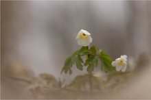 Buschwindröschen (Anemone nemorosa)