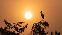 Weisstorch im Sonnenaufgang