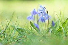 Frühlingsläuten im Garten