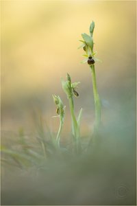 Kleine Spinnen-Ragwurz (Ophrys araneola)