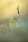 Kleine Spinnen-Ragwurz (Ophrys araneola)