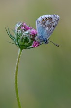 Silbergrüner Bläuling