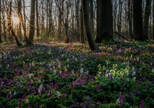 Sonnenaufgang im Auwald