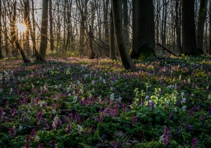 Sonnenaufgang im Auwald