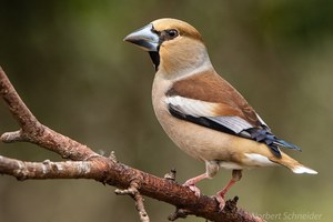 Kernbeißer (Coccothraustes coccothraustes) Weibchen