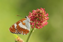 Limenitis camilla