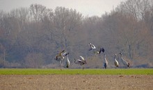 Balz oder Futterneid - oder beides ?