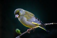 Grünfink (Chloris chloris Syn Carduelis chloris)