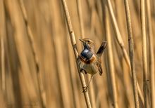 Blaukehlchen-Männchen im Schilf