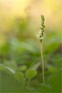 Moosorchis (Goodyera repens)