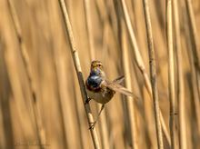 Blaukehlchen im Schilf II