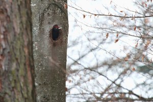 Schon Frühling?